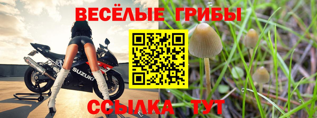 Псилоцибиновые грибы Cubensis Новосибирск